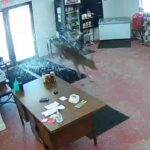 Ciervo rompe puertas de carnicería en Minnesota | Noticias de Buenaventura, Colombia y el Mundo