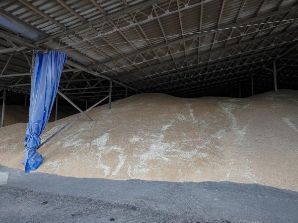 Cereales represados en Ucrania