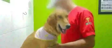 En la foto se puede ver un perro marrón que es controlado por una persona.