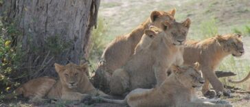 Vecinos de Musina preocupados al ver huellas de leones | Noticias de Buenaventura, Colombia y el Mundo