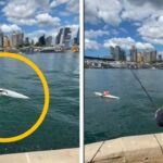 Pescador atrapa a kayakista furioso en el puerto de Sídney | Noticias de Buenaventura, Colombia y el Mundo