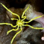 Las arañas marinas pueden regenerar sus anos, descubren los científicos | Noticias de Buenaventura, Colombia y el Mundo