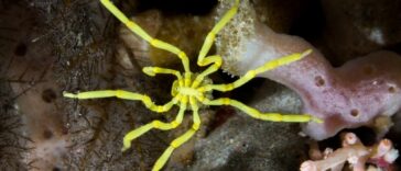 Las arañas marinas pueden regenerar sus anos, descubren los científicos | Noticias de Buenaventura, Colombia y el Mundo