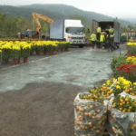 Las ventas de flores florecen mientras Hong Kong celebra el Año Nuevo chino con la mayoría de las restricciones de COVID-19 eliminadas | Noticias de Buenaventura, Colombia y el Mundo
