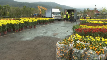 Las ventas de flores florecen mientras Hong Kong celebra el Año Nuevo chino con la mayoría de las restricciones de COVID-19 eliminadas | Noticias de Buenaventura, Colombia y el Mundo