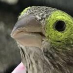 Los síntomas de la enfermedad ayudan a que los patógenos se propaguen entre los pájaros cantores | Noticias de Buenaventura, Colombia y el Mundo