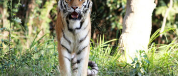 Informes: tigre recapturado en Edenvale | Noticias de Buenaventura, Colombia y el Mundo