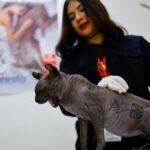 Un gato tatuado por organización criminal en México está ahora en adopción | Noticias de Buenaventura, Colombia y el Mundo