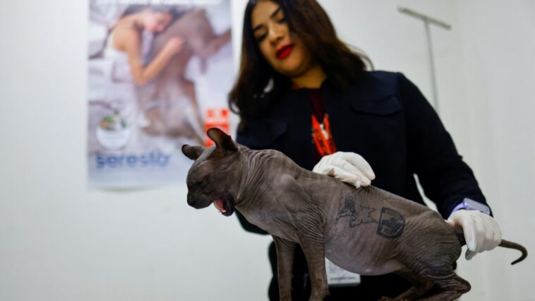 Un gato tatuado por organización criminal en México está ahora en adopción | Noticias de Buenaventura, Colombia y el Mundo