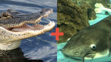 Los científicos están modificando el bagre con ADN de caimán para crear híbridos para el consumo humano | Noticias de Buenaventura, Colombia y el Mundo