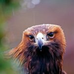 Las preocupaciones sobre las águilas reales están impulsando en parte el rediseño de un parque eólico escocés | Noticias de Buenaventura, Colombia y el Mundo