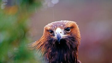 Las preocupaciones sobre las águilas reales están impulsando en parte el rediseño de un parque eólico escocés | Noticias de Buenaventura, Colombia y el Mundo