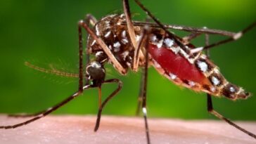 En Buenaventura se ejecutará un plan de contingencia para reducir la proliferación de mosquitos | Noticias de Buenaventura, Colombia y el Mundo