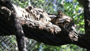 Hombre cortó 'intencionalmente' los recintos de leopardos y monos del Zoológico de Dallas, buitre muerto sigue siendo un misterio: policía | Noticias de Buenaventura, Colombia y el Mundo
