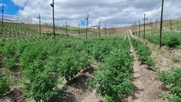 Avanza el proyecto para reglamentar la legalización del cannabis