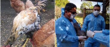 Otro golpe a los campesinos en Nariño: declaran cuarentena sanitaria tras dispararse la presencia de influenza aviar