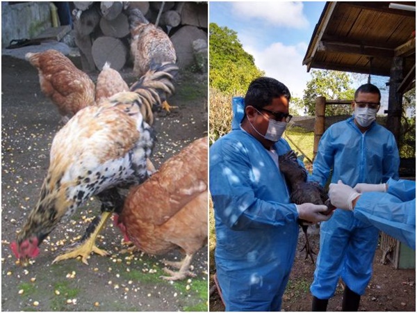 Otro golpe a los campesinos en Nariño: declaran cuarentena sanitaria tras dispararse la presencia de influenza aviar