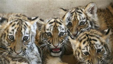 Pide prohibir la tenencia privada de grandes felinos mientras los tigres escapan | Noticias de Buenaventura, Colombia y el Mundo