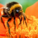 ¿Las abejas tienen rodillas? | Noticias de Buenaventura, Colombia y el Mundo