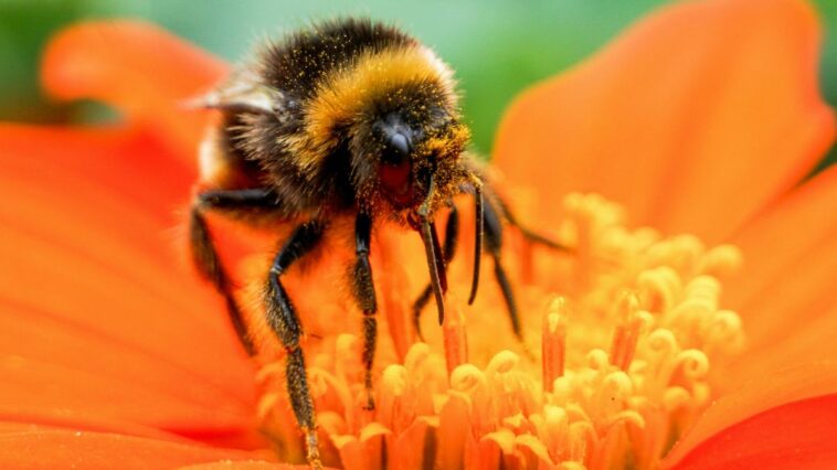 ¿Las abejas tienen rodillas? | Noticias de Buenaventura, Colombia y el Mundo