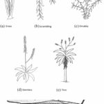 Explorando la composición de polisacáridos de las paredes celulares de las plantas en aloes suculentos | Noticias de Buenaventura, Colombia y el Mundo