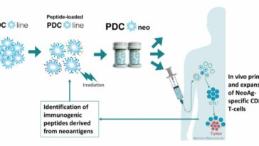 Aprovechamiento de células dendríticas alogénicas para vacunas contra el cáncer de neoantígeno | Noticias de Buenaventura, Colombia y el Mundo