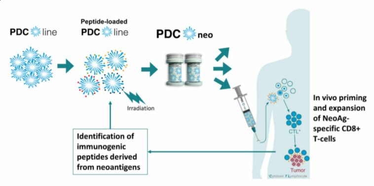 Aprovechamiento de células dendríticas alogénicas para vacunas contra el cáncer de neoantígeno | Noticias de Buenaventura, Colombia y el Mundo