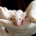 Marco de estadísticas para eliminar el sesgo del debate sobre qué tan bien los modelos de ratón imitan la enfermedad humana | Noticias de Buenaventura, Colombia y el Mundo