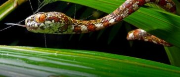 Serpiente 'Leonardo DiCaprio' con brillantes ojos anaranjados descubierta en la selva de Panamá | Noticias de Buenaventura, Colombia y el Mundo
