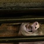 Impactante afirmación sobre la industria porcina australiana | Noticias de Buenaventura, Colombia y el Mundo
