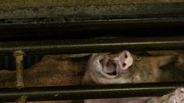 Impactante afirmación sobre la industria porcina australiana | Noticias de Buenaventura, Colombia y el Mundo
