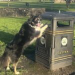 Trinny, perro ecológico que recoge basura, limpia un parque en Clydebank | Noticias de Buenaventura, Colombia y el Mundo