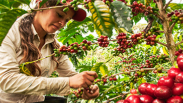 75 mujeres recolectoras de café serán certificadas por el Sena