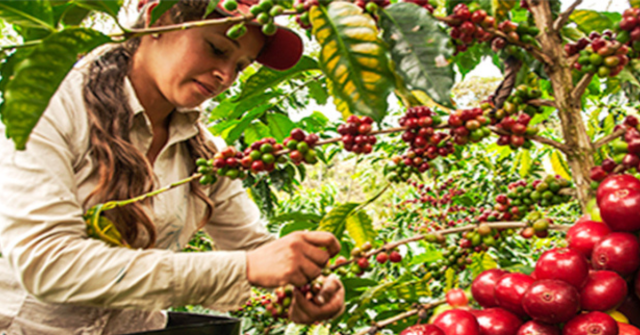 75 mujeres recolectoras de café serán certificadas por el Sena
