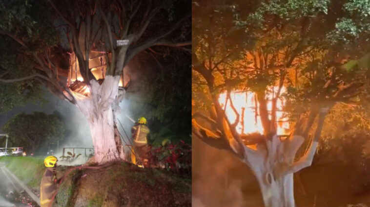 [EN VIDEO]: momento exacto en el que se incendió «la casa en el árbol» en Medellín