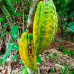 En el Huila serán sembradas dos millones de nuevas plántulas de cacao