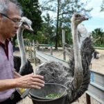"Pensé en cerrar": piloto de RSAF convertido en criador de avestruces sobre las duras realidades de su negocio en Johor | Noticias de Buenaventura, Colombia y el Mundo