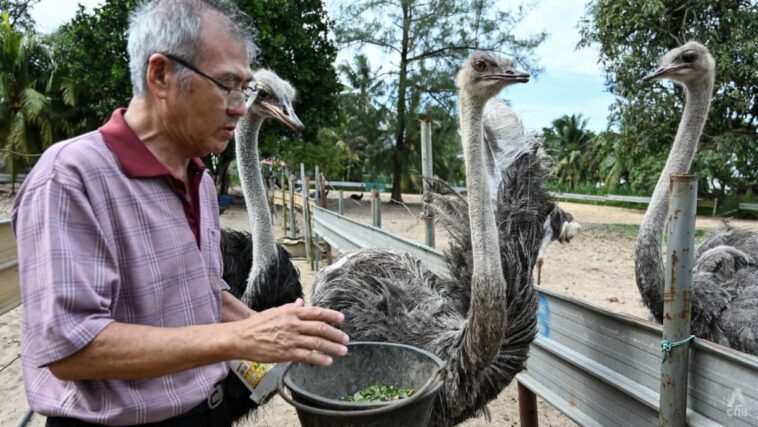"Pensé en cerrar": piloto de RSAF convertido en criador de avestruces sobre las duras realidades de su negocio en Johor | Noticias de Buenaventura, Colombia y el Mundo