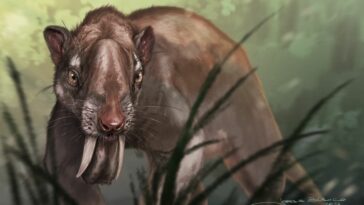 El antiguo marsupial dientes de sable tenía ojos como ningún otro mamífero depredador | Noticias de Buenaventura, Colombia y el Mundo