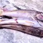 Mortandad de peces en la Bahía