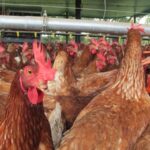 Desde el Ica señalan que no existe riesgo en el consumo de huevos y carne de pollo, sin embargo piden tomar medidas para contrarrestar la influenza aviar.