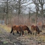Animales de pastoreo introducidos en el proyecto de reconstrucción de bisontes de Kent | Noticias de Buenaventura, Colombia y el Mundo