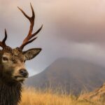 ¿Por qué se matan grandes cantidades de ciervos rojos? | Noticias de Buenaventura, Colombia y el Mundo