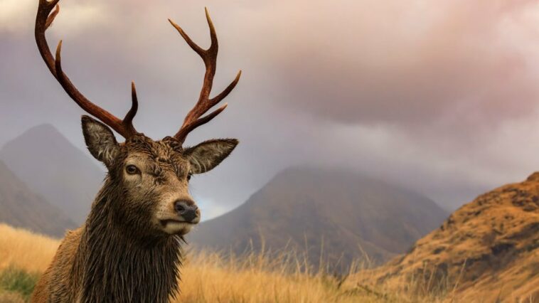 ¿Por qué se matan grandes cantidades de ciervos rojos? | Noticias de Buenaventura, Colombia y el Mundo