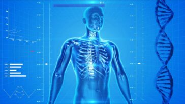 ¿La salud ósea está relacionada con la salud del cerebro? | Noticias de Buenaventura, Colombia y el Mundo