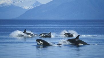 La consanguinidad puede estar causando que la población de orcas en el noroeste del Pacífico se desplome | Noticias de Buenaventura, Colombia y el Mundo