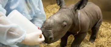 Tragedia cuando muere un rinoceronte recién nacido | Noticias de Buenaventura, Colombia y el Mundo