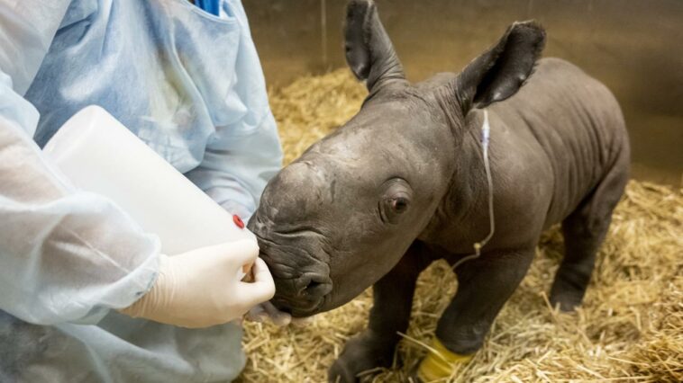 Tragedia cuando muere un rinoceronte recién nacido | Noticias de Buenaventura, Colombia y el Mundo