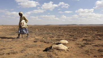 Sequía en Somalia mató a 43.000 el año pasado, la mitad menores de cinco años: estudio | Noticias de Buenaventura, Colombia y el Mundo