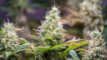 Miles de plantas de cannabis por valor de £ 3 millones encontradas en seis pisos dentro de una sala de bingo en el Reino Unido | Noticias de Buenaventura, Colombia y el Mundo